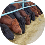 A row of black and brown cattle at a feeding station