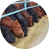 A row of black and brown cattle at a feeding station