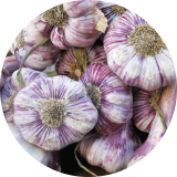 A close up of garlic bulbs