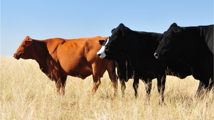 A herd of beef cattle grazing on a dry grass field