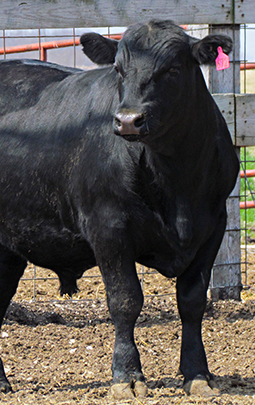  A black cow standing by a gate