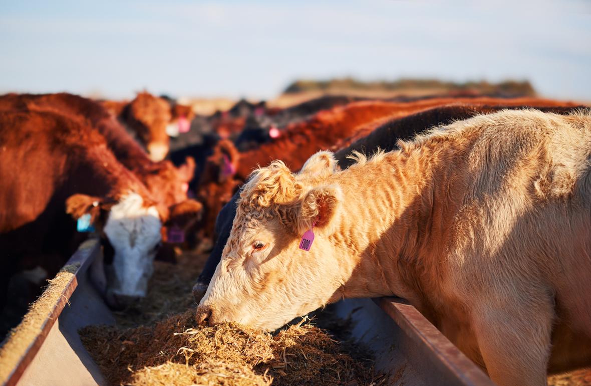 Brown cows with tagged ears eat feed from trough in afternoon light outdoors