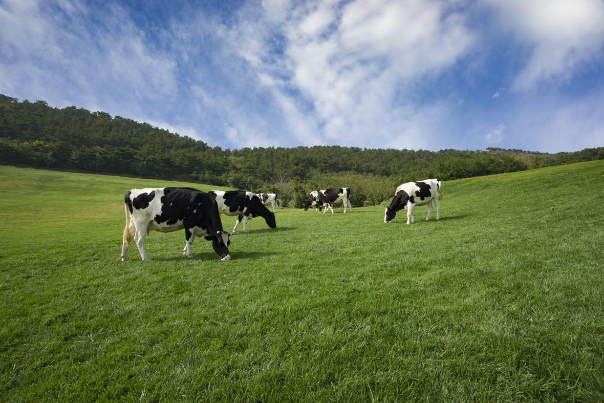 Cows grazing in a field