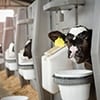 dairy calf in feed pen