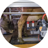 A close up of a cow’s udders attached to a milking machine