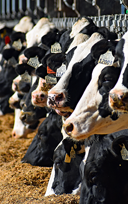 A close up of a row of black and white cattle