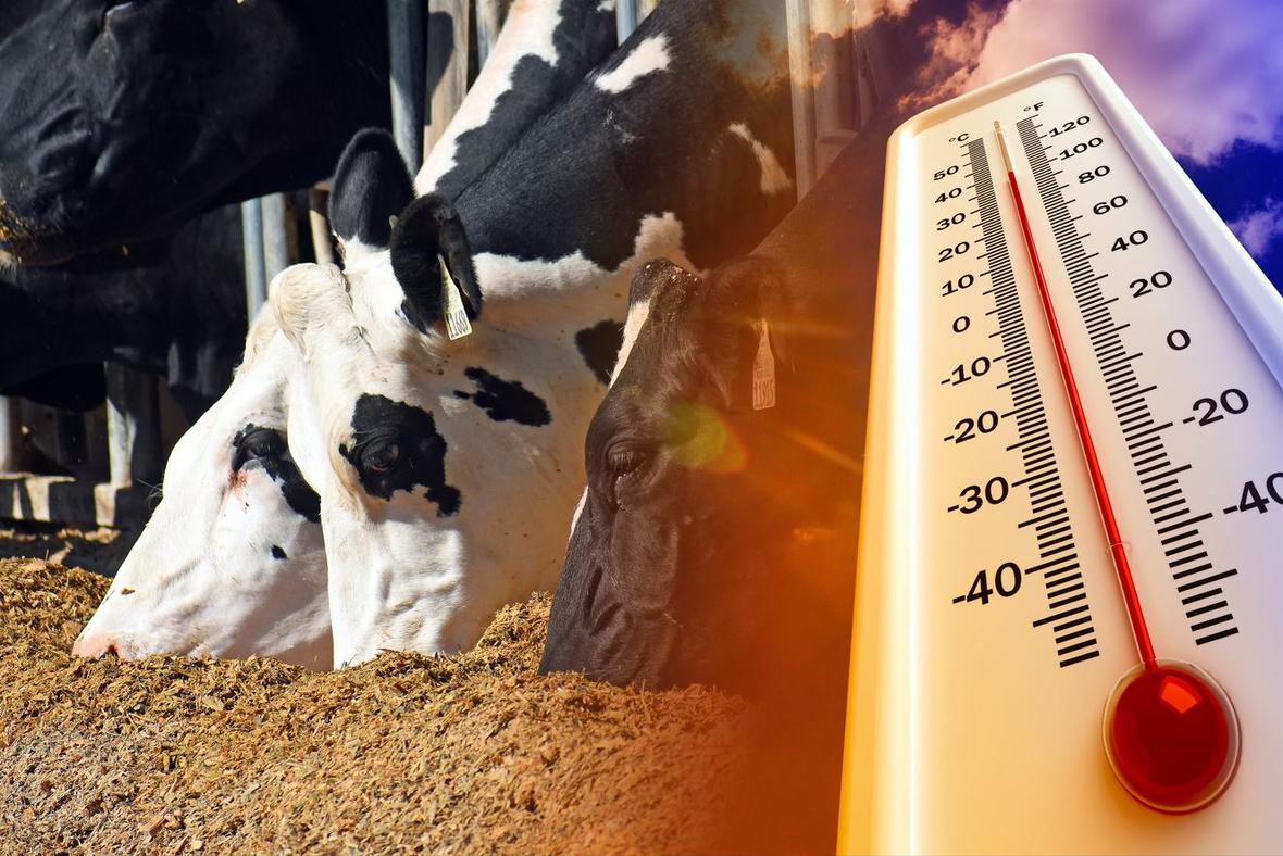 HeatStress DairyCow