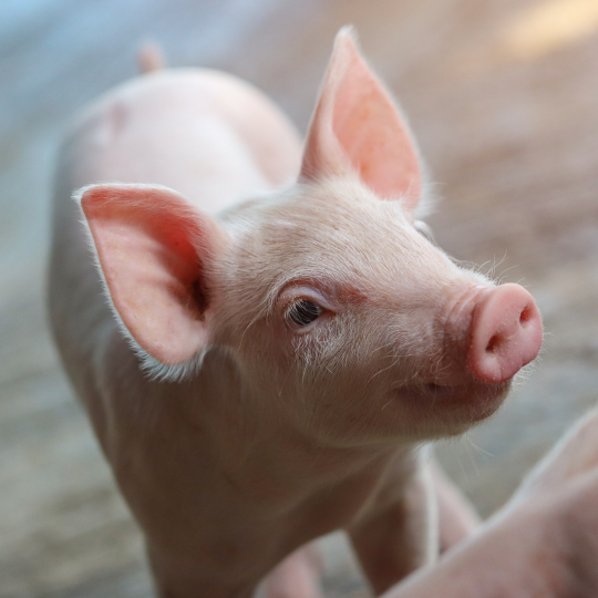  A close up of a pig