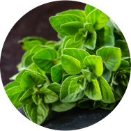 A close up of a bunch of lush green leaves