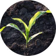 A close up of a corn sowed in wet soil