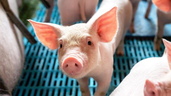A close up of a swine  