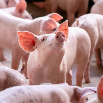 A group of swine standing together