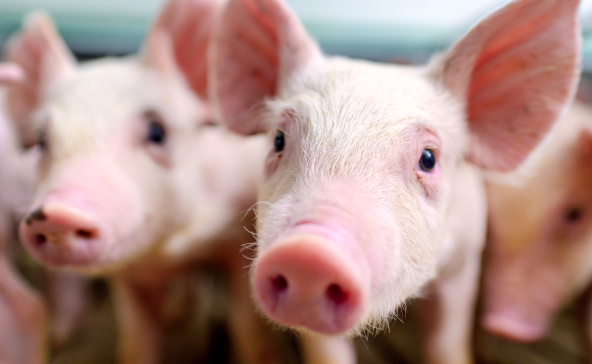  A close up of a litter of swine