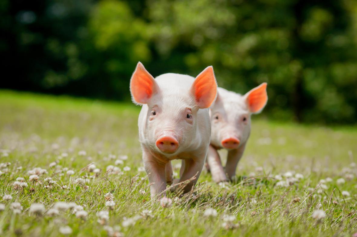 Two piglets in a meadow