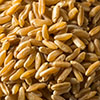 barley