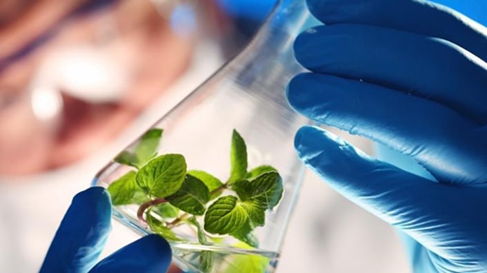 Hands holding a test tube with plants in it