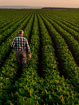 A farmer walking on a green field of crop