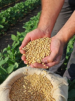 Grains in a sack being handled by two hands in the foreground