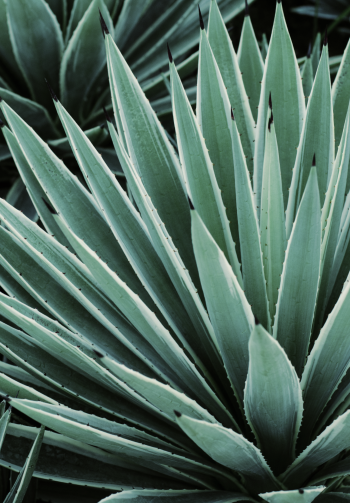 A close-up of agave leaves.