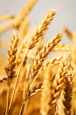 Yellow Wheat Zoom In, in a field