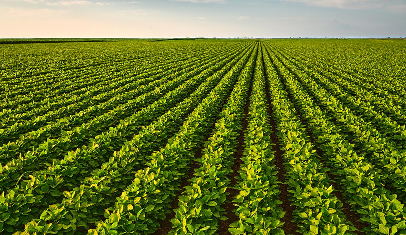 A field of green plants