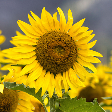 A close up of a sunflower