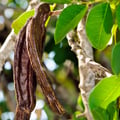 A close-up of brown carob pods on the carob tree mediterranean plants
