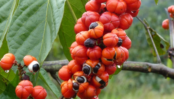 Guarana fruit directly sourced from the amazon rainforest for botanical extracts