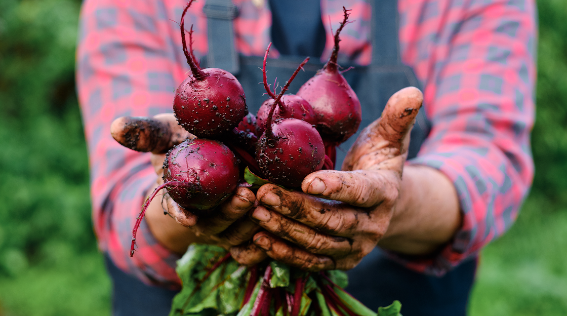 A person holding a bunch of fresh beets