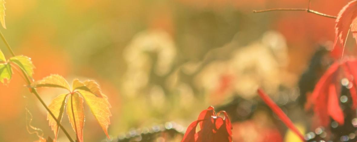 C18ImageColorsPage
