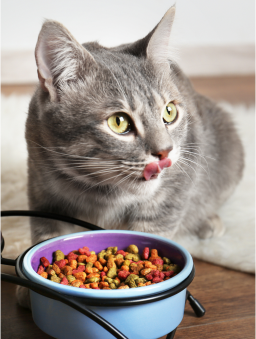 A gray tabby cat licking its chops over a bowl of red kibble