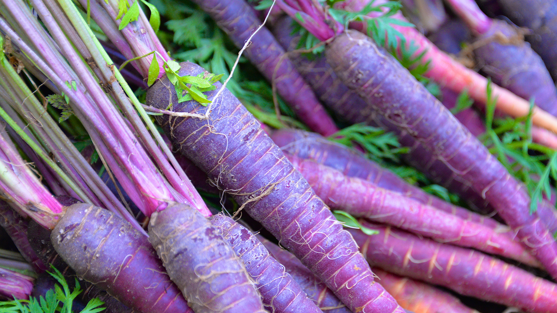 Fresh, bright purple carrots
