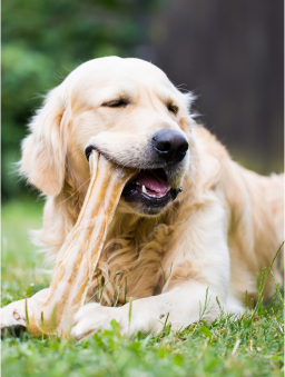 A golden retriever chewing on a light-colored bone treat