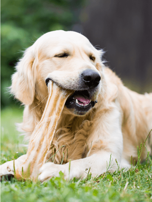 A golden retriever chewing on a light-colored bone treat