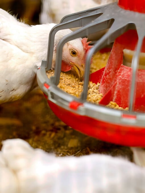 chicken eating