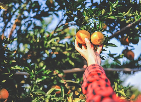 A person picking oranges from a tree