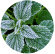 fresh mint leaf