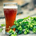 our portfolio Varietal Hop Oils Lager like beer beverage with hop plant