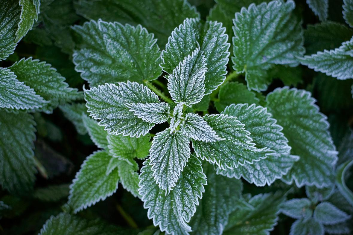 Cooling mint plant