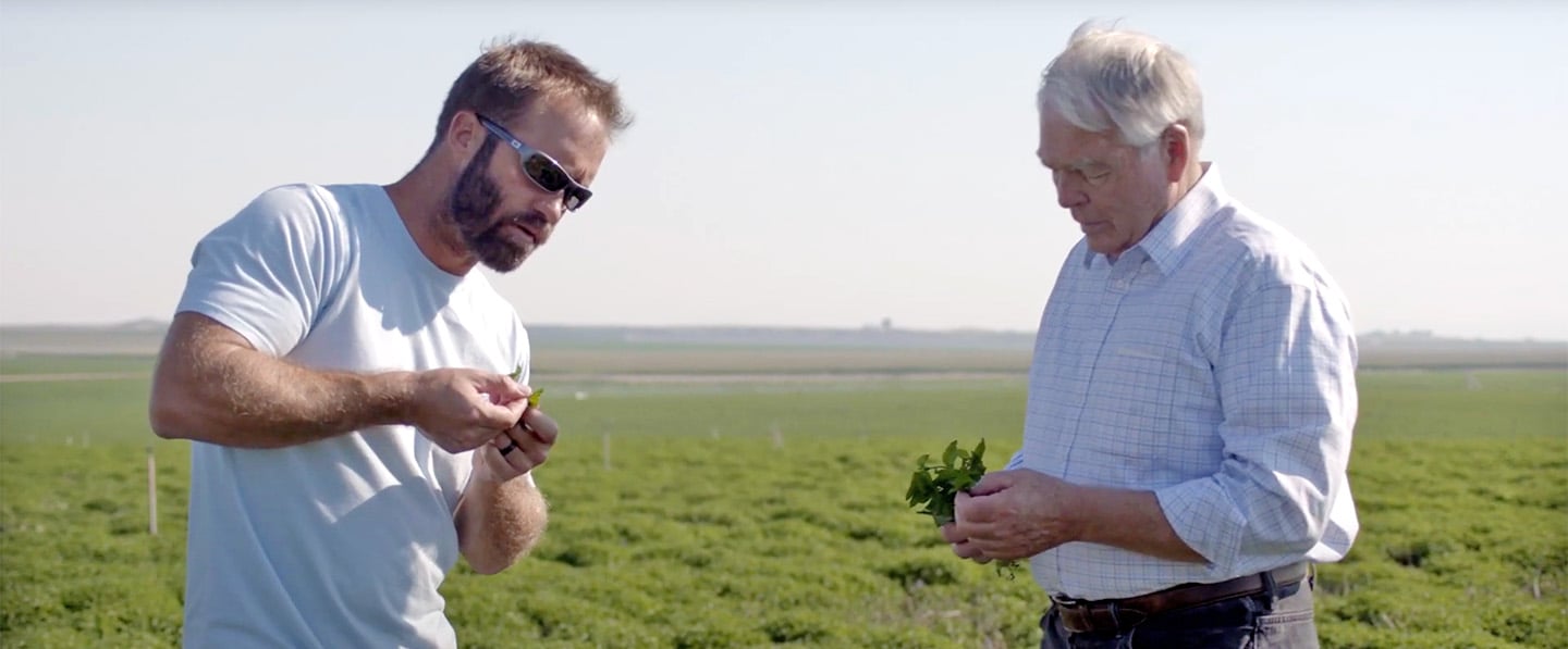 Two expert mint farmers carefully analyze mint with a green field in the background