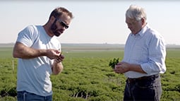 Two expert mint farmers carefully analyze mint with a green field in the background