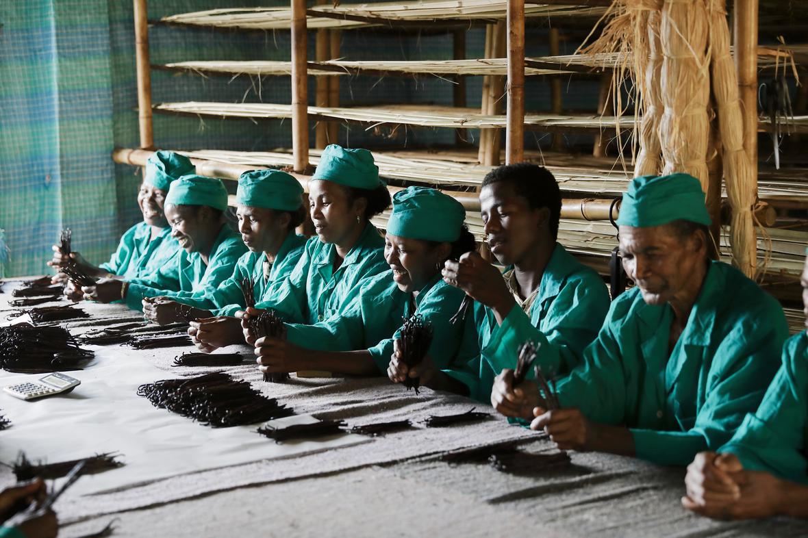 Vanilla farmers in Madagascar