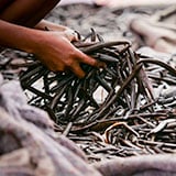A person harvesting vanilla