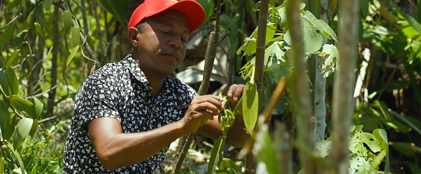 Vanilla farmer carefully analyzing a vanilla in a green background