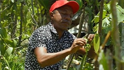 Vanilla farmer carefully analyzing a vanilla in a green background