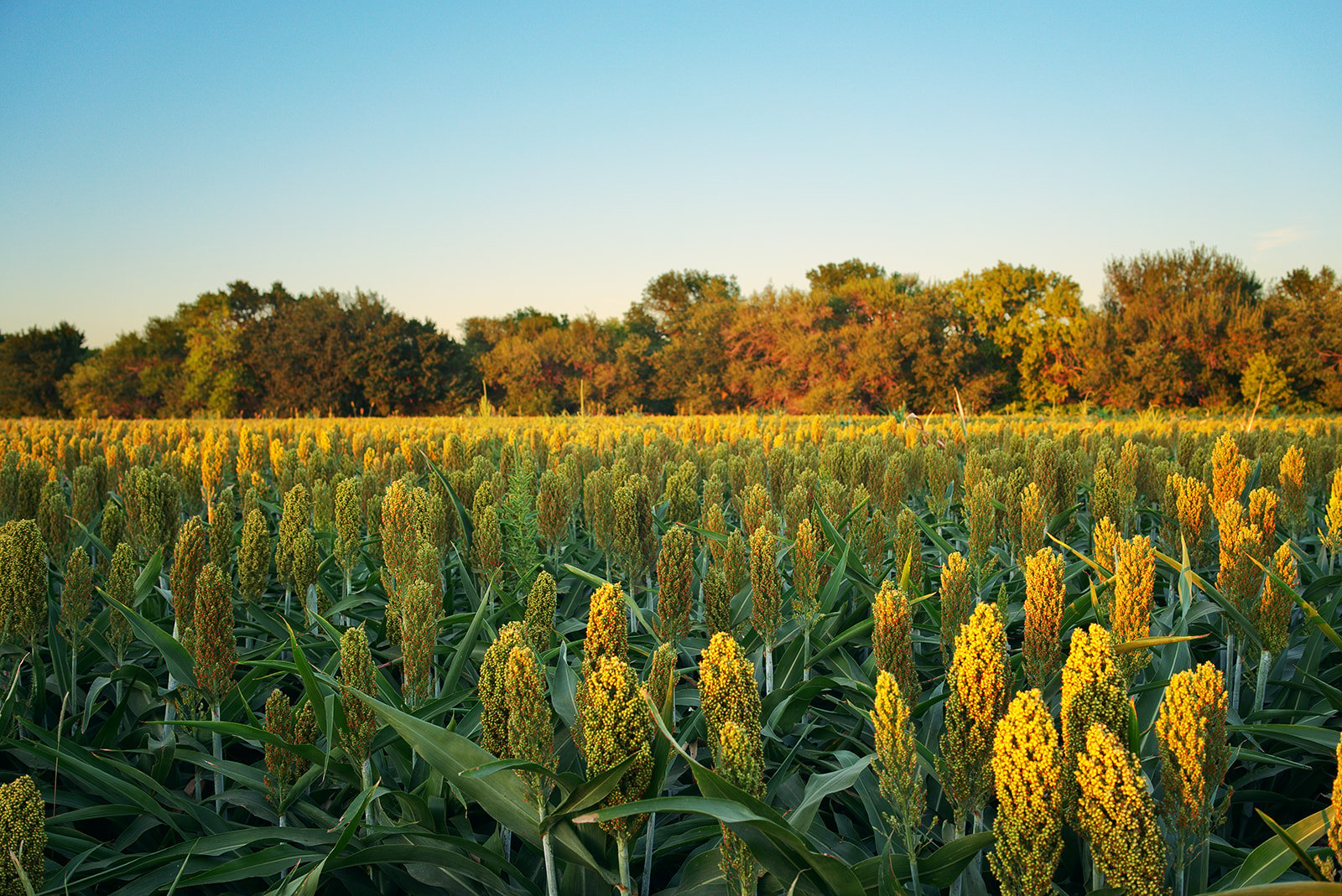 Champs de sorgo