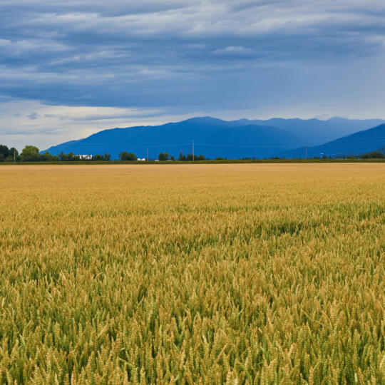 PNW Wheat field