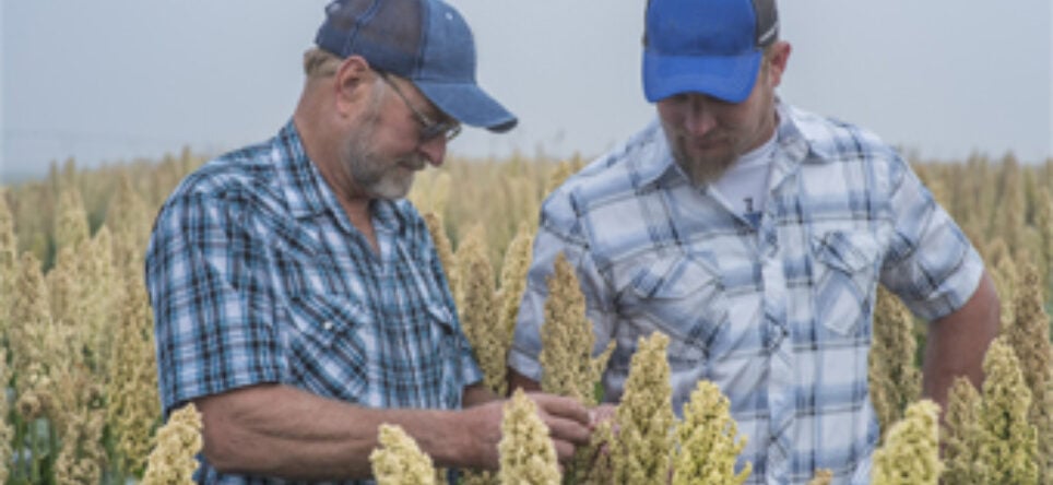 White Sorghum Growers.jpg