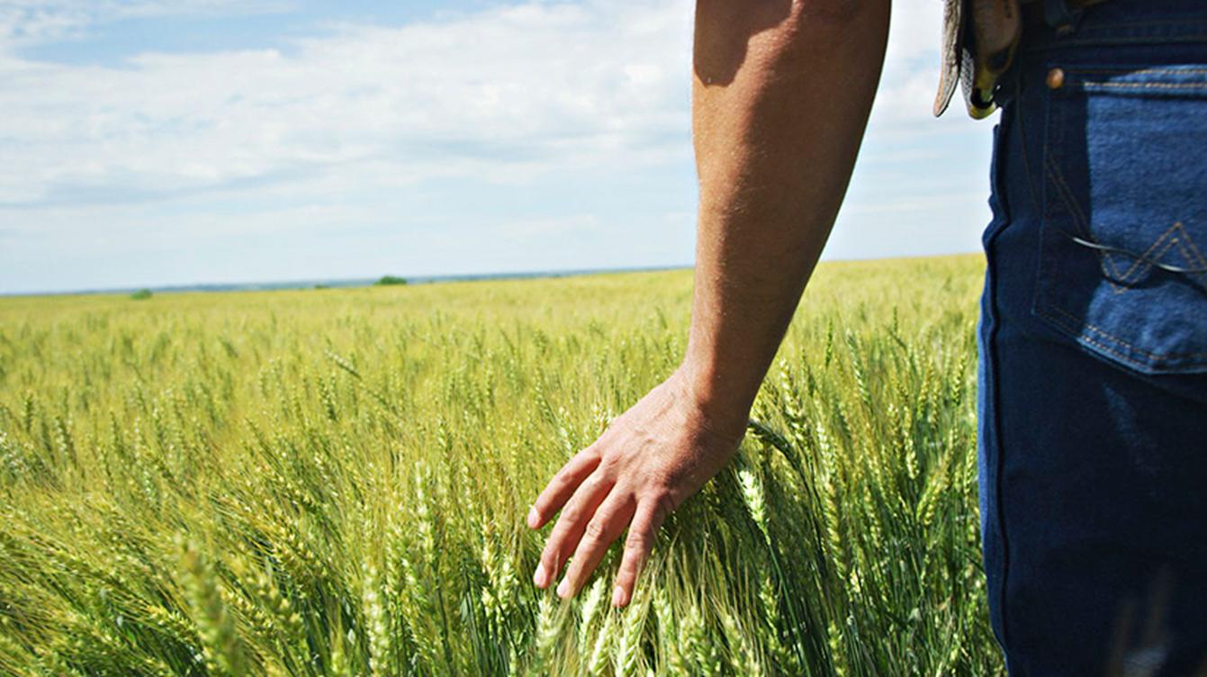 A person’s hand running over the top of wheat in a field