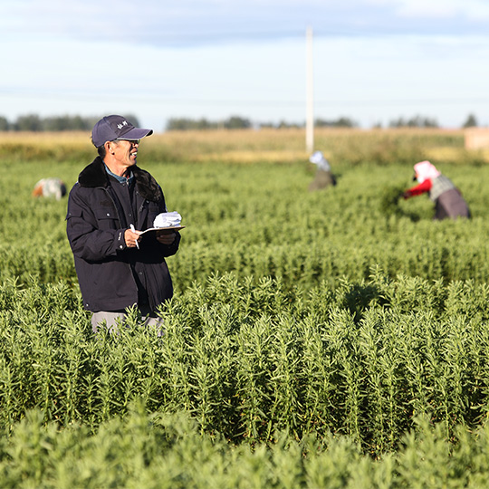 A farmer stands in an outdoor field of stevia inspecting the crop while a farm hand is in the background harvesting some of the plants.